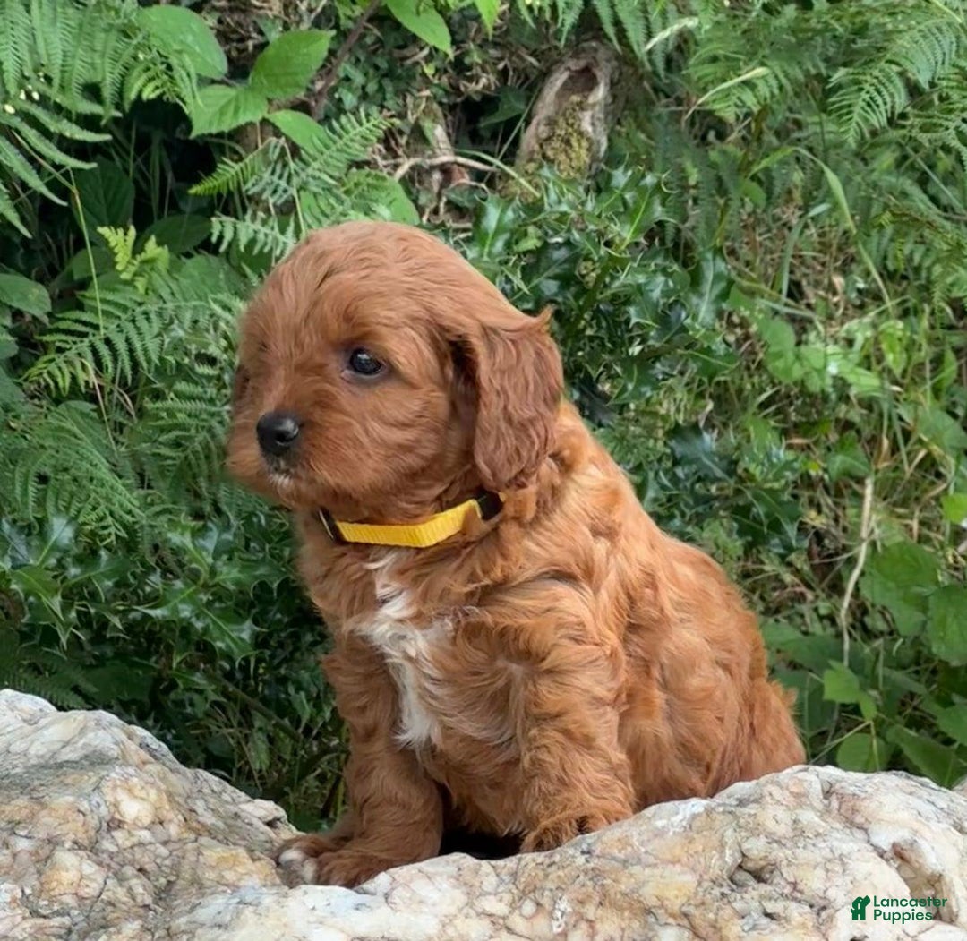 Cavapoo dogs for sale: Sofia - Image 1