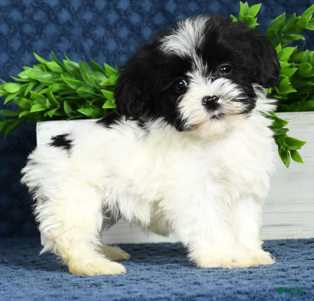 Havapoo dogs for sale: Wesley - Image 17