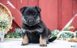 German Shepherd dogs for sale: Scruffy - Image 2