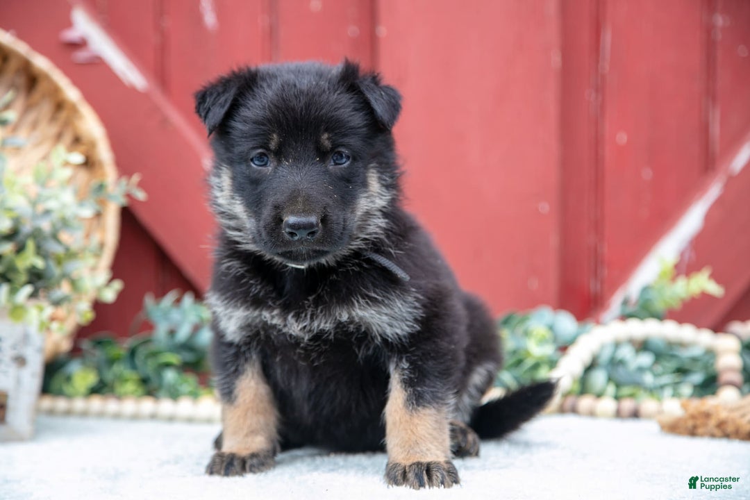 German Shepherd dogs for sale: Scruffy - Image 2