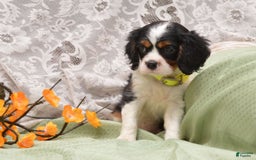 Cavalier King Charles Spaniel dogs for sale: Damian - Image 2