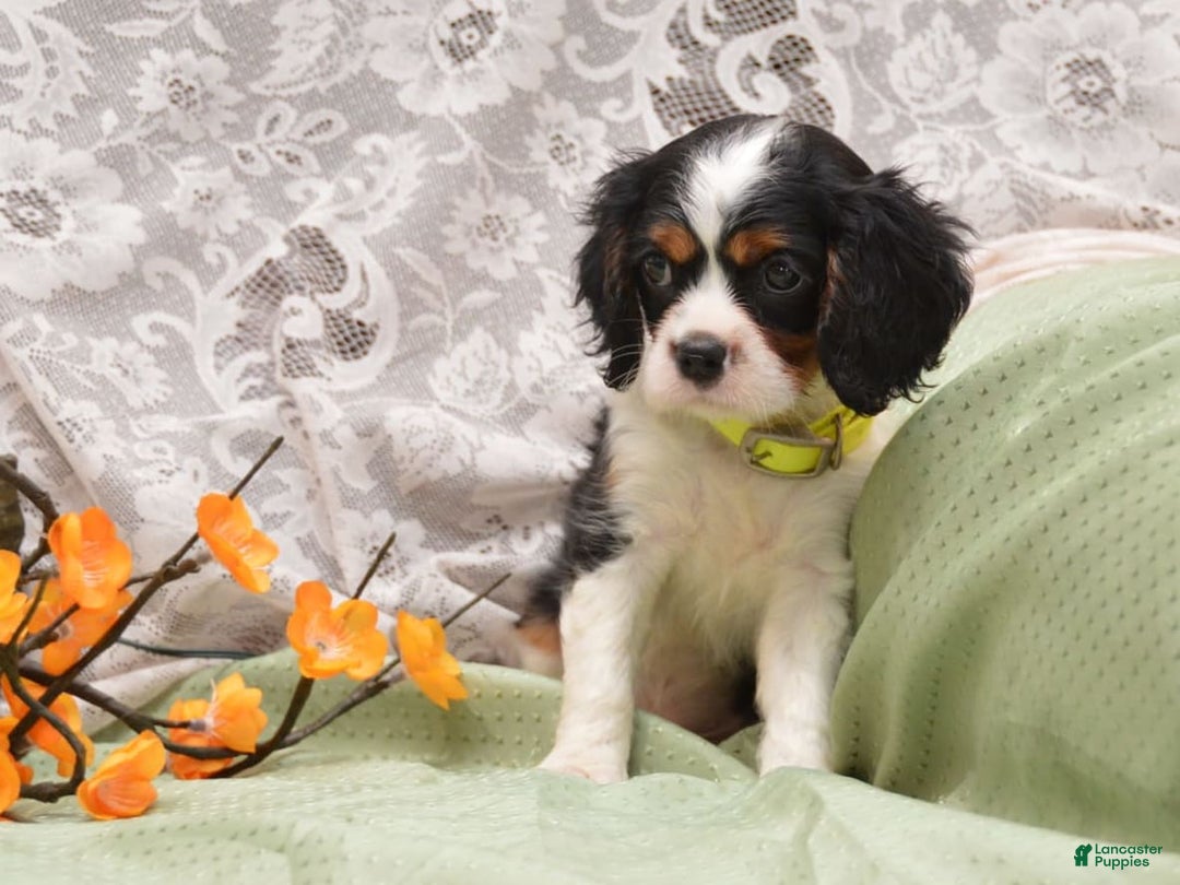 Cavalier King Charles Spaniel dogs for sale: Damian - Image 2