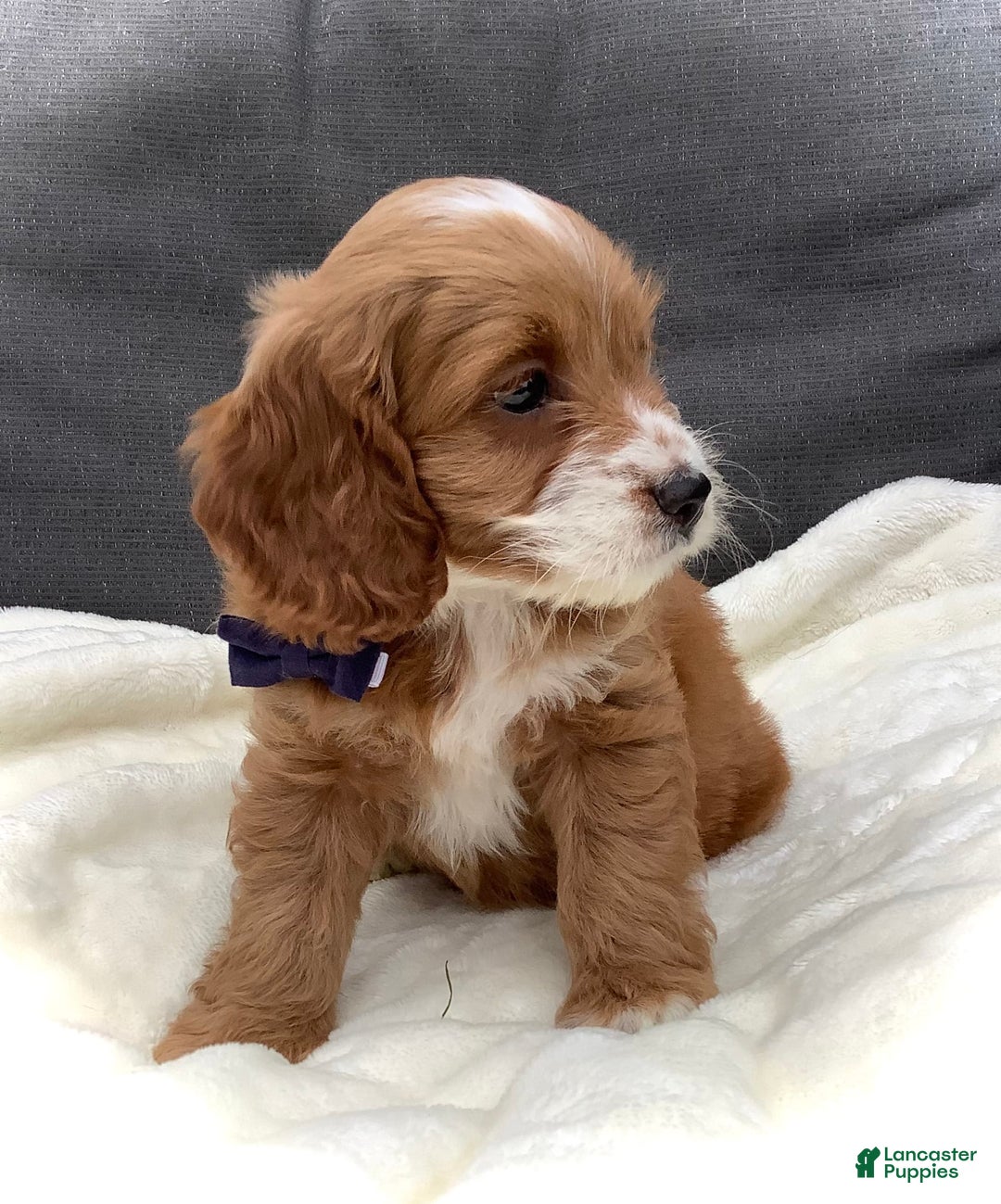 Cockapoo dogs for sale: Jake - Image 12