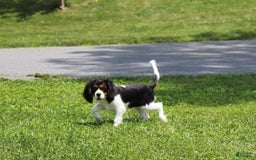 Cavalier King Charles Spaniel dogs for sale: Toby - Image 37