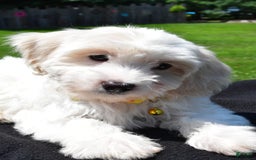 Maltipoo dogs for sale: Koa - Image 2