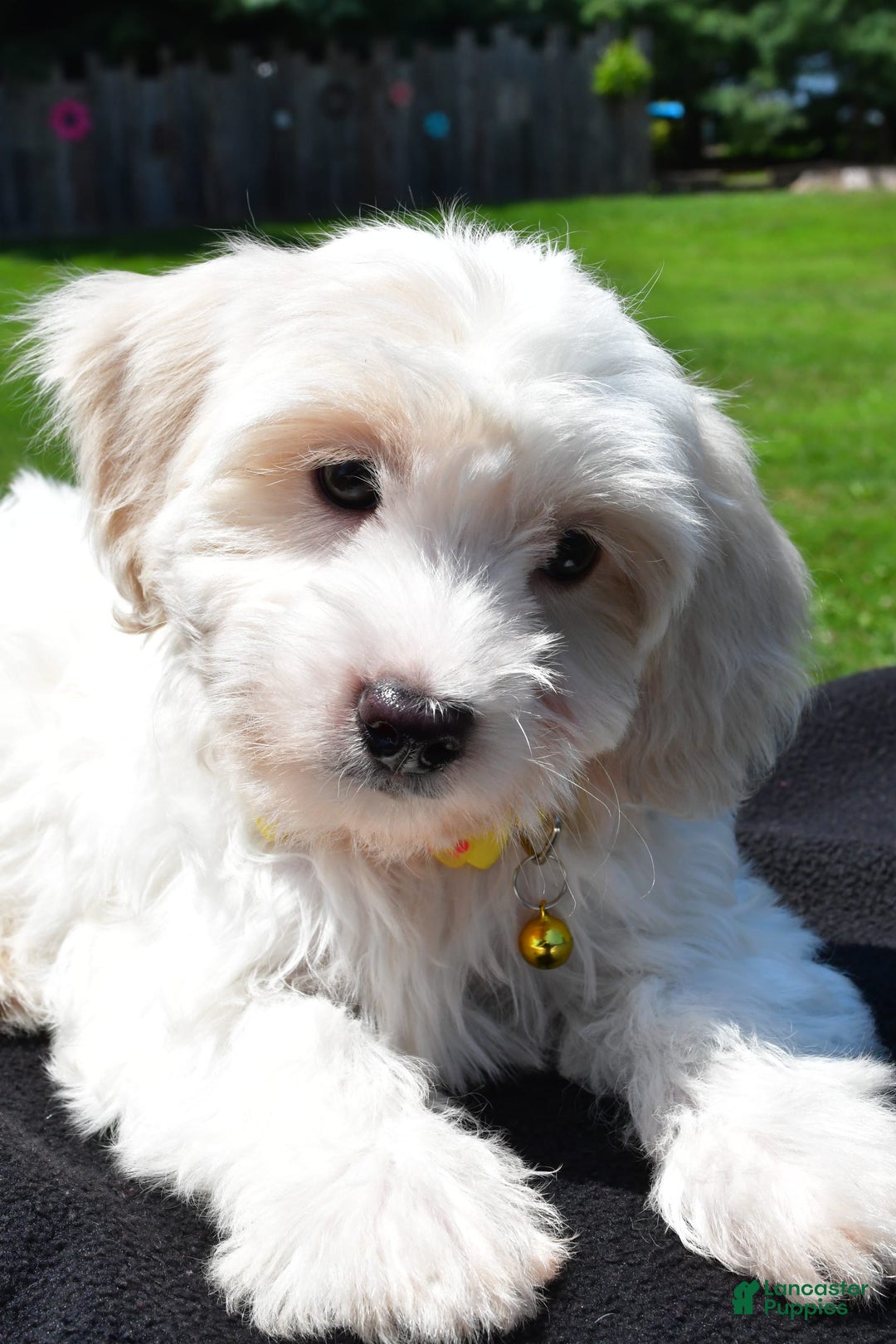 Maltipoo dogs for sale: Koa - Image 2