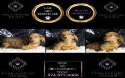 Miniature Dachshund dogs for sale: Roxie - Image 5