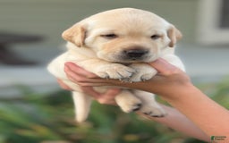 Labrador Retriever dogs for sale: Leo - Image 3