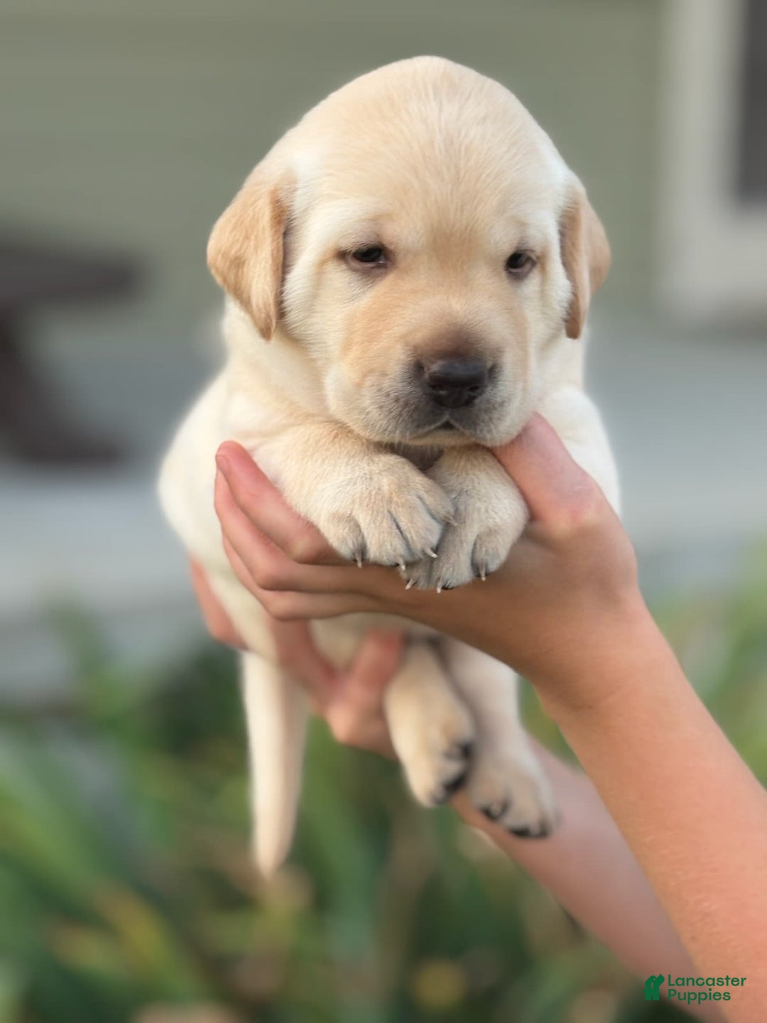 Labrador Retriever dogs for sale: Leo - Image 3