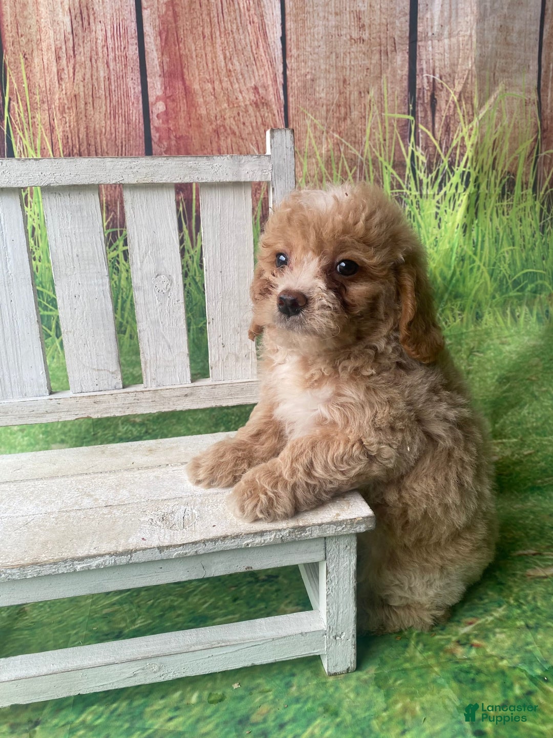 Mini Goldendoodle dogs for sale: Lani - Image 4
