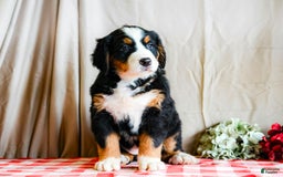Bernese Mountain Dog dogs for sale: Lilac - Image 4