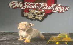 English Bulldog dogs for sale: Sky - Image 1
