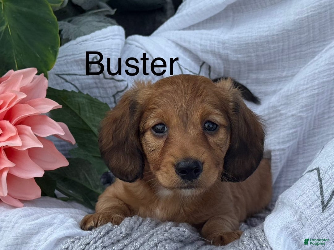Miniature Dachshund dogs for sale: Buster - Image 5