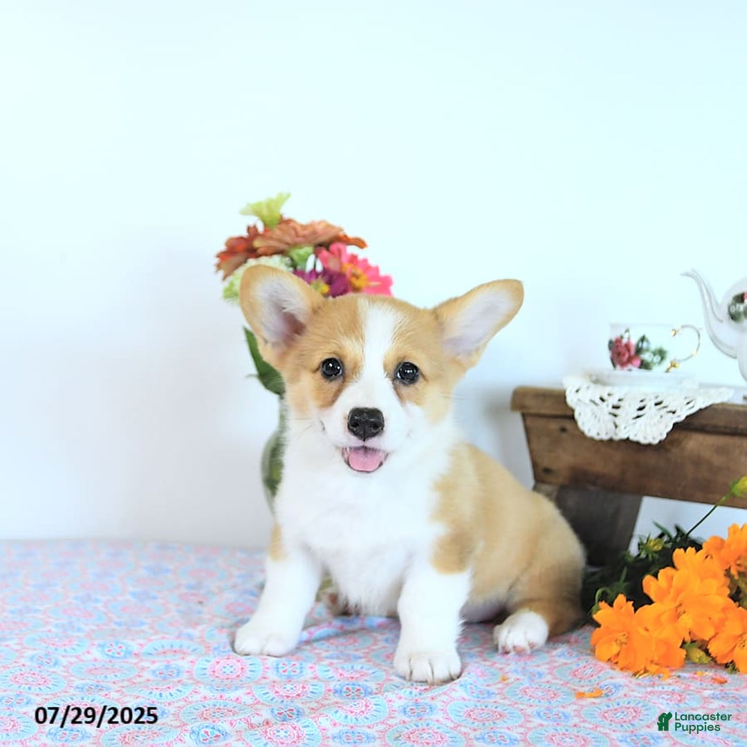 Welsh Corgi Pembroke dogs for sale: Hope - Image 9