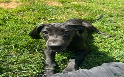 Great Dane dogs for sale: Darla - Image 17