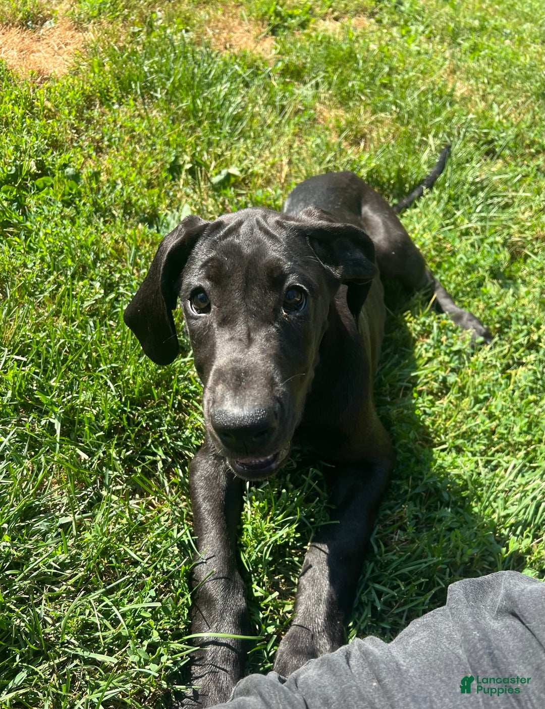 Great Dane dogs for sale: Darla - Image 17