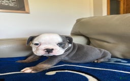 English Bulldog dogs for sale: Jax - Image 1