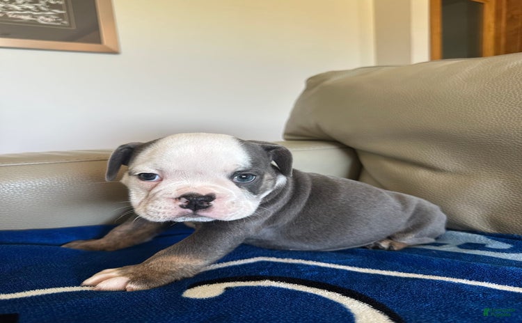 English Bulldog dogs for sale - Ad 5