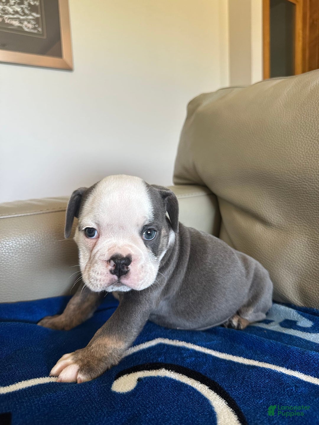 English Bulldog dogs for sale: Jax - Image 1