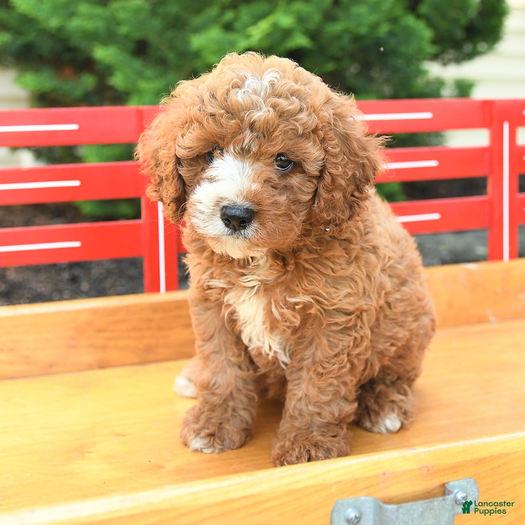 Cavapoo dogs for sale: Bubba - Image 4