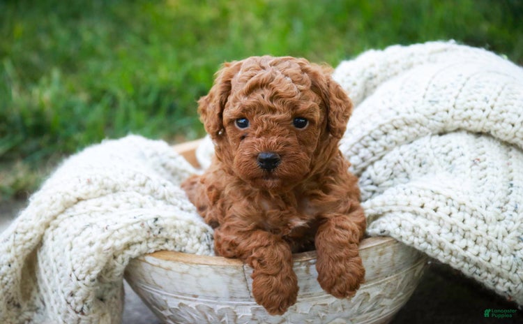 Miniature Poodle dogs for sale - Ad 5