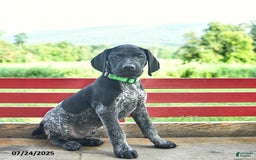 German Shorthaired Pointer dogs for sale: Hunter - Image 5