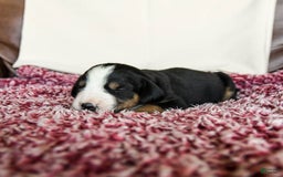Greater Swiss Mountain Dog dogs for sale: Goldie - Image 1