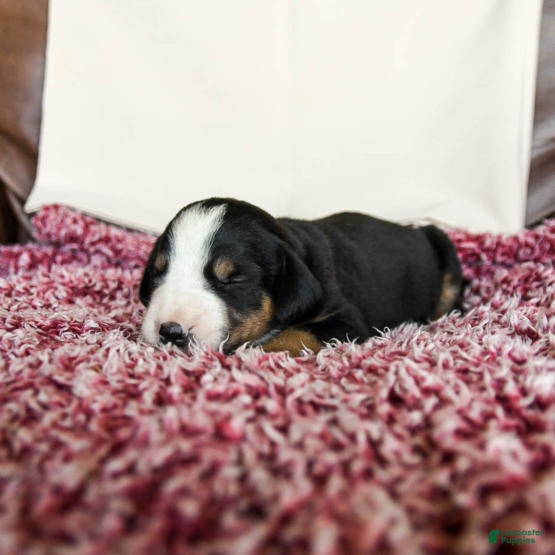 Greater Swiss Mountain Dog dogs for sale: Goldie - Image 1