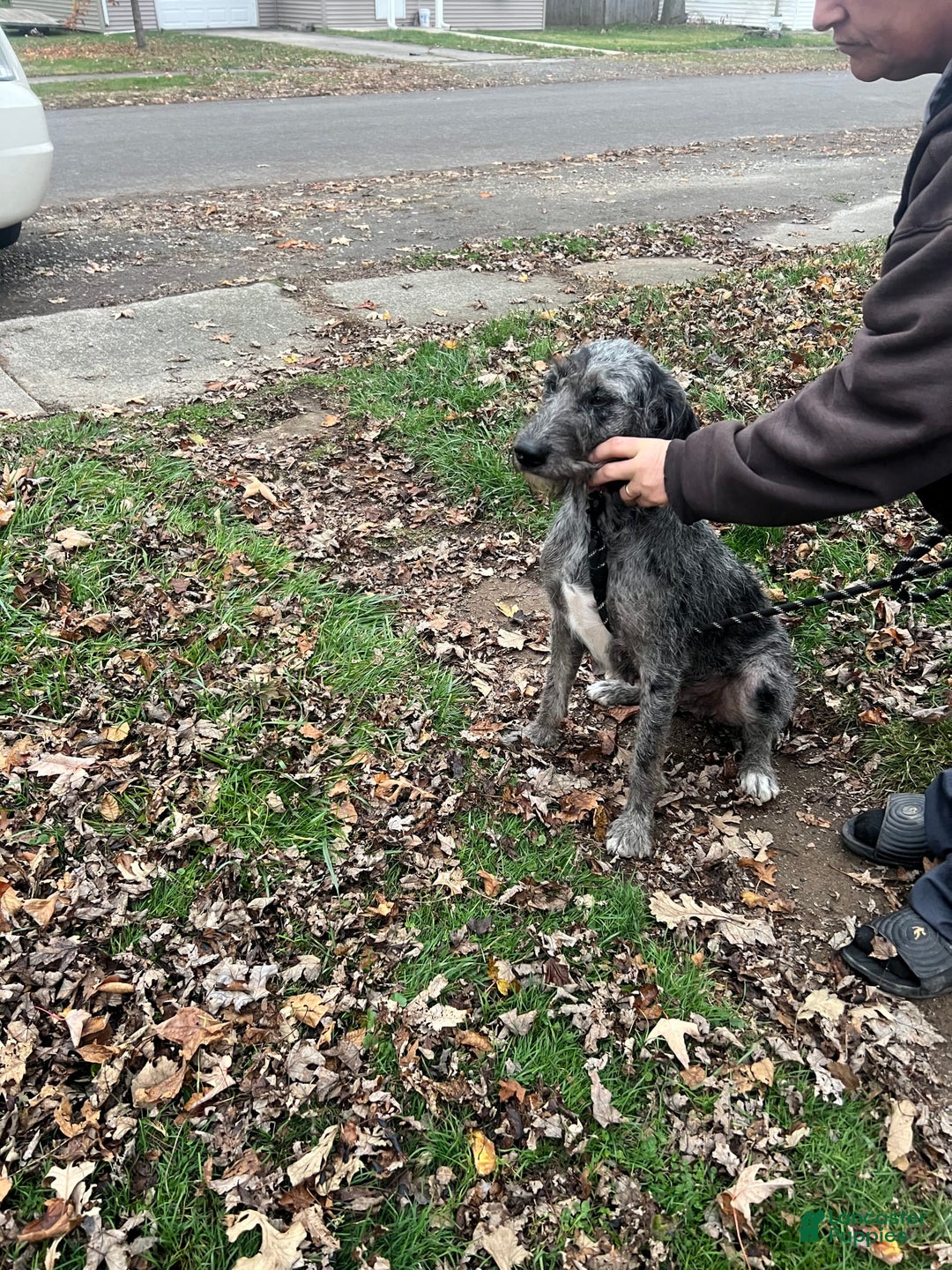 Labradoodle dogs for sale: Daisy - Image 2