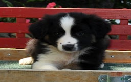 Australian Shepherd dogs for sale: Bear - Image 6