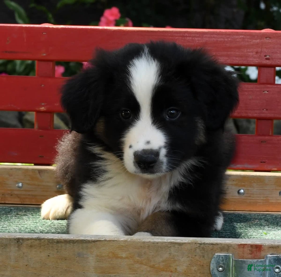 Australian Shepherd dogs for sale: Bear - Image 6
