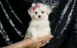 Maltese dogs for sale: Opal - Image 4