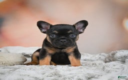 French Bulldog dogs for sale: Buddy - Image 2