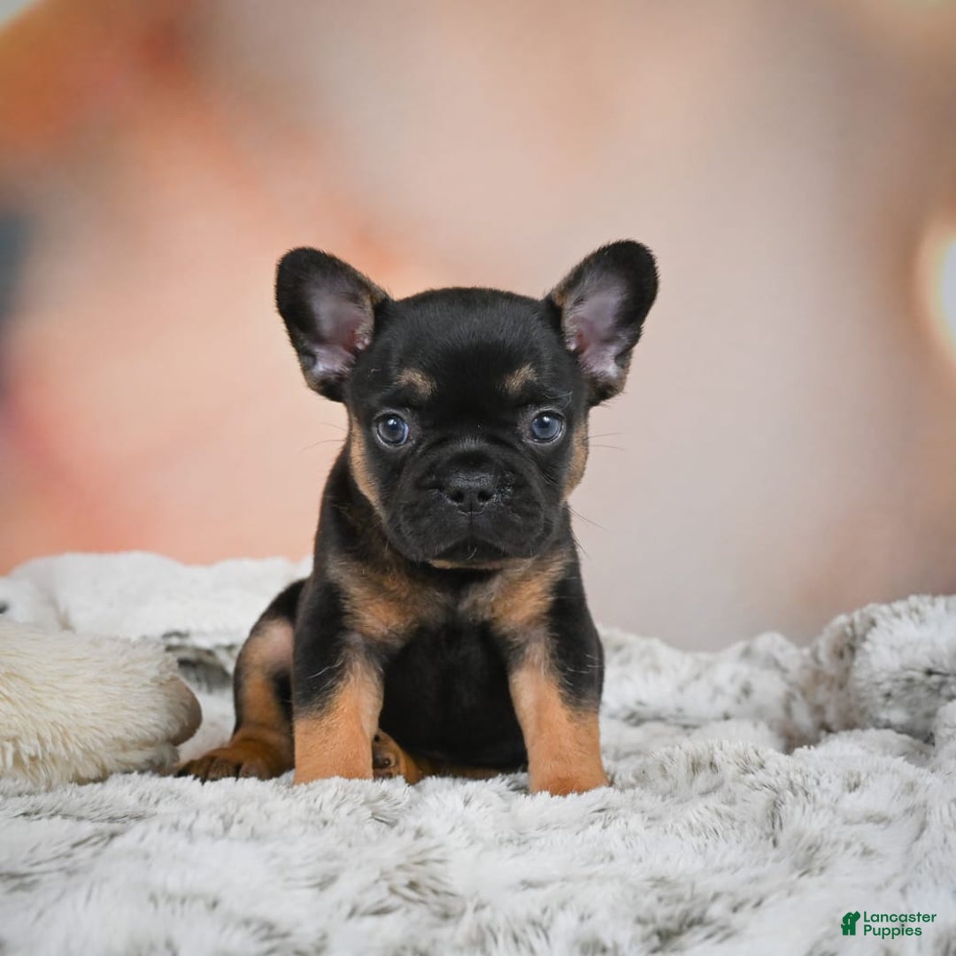 French Bulldog dogs for sale: Buddy - Image 2
