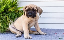 English Mastiff dogs for sale: Hazel - Image 12