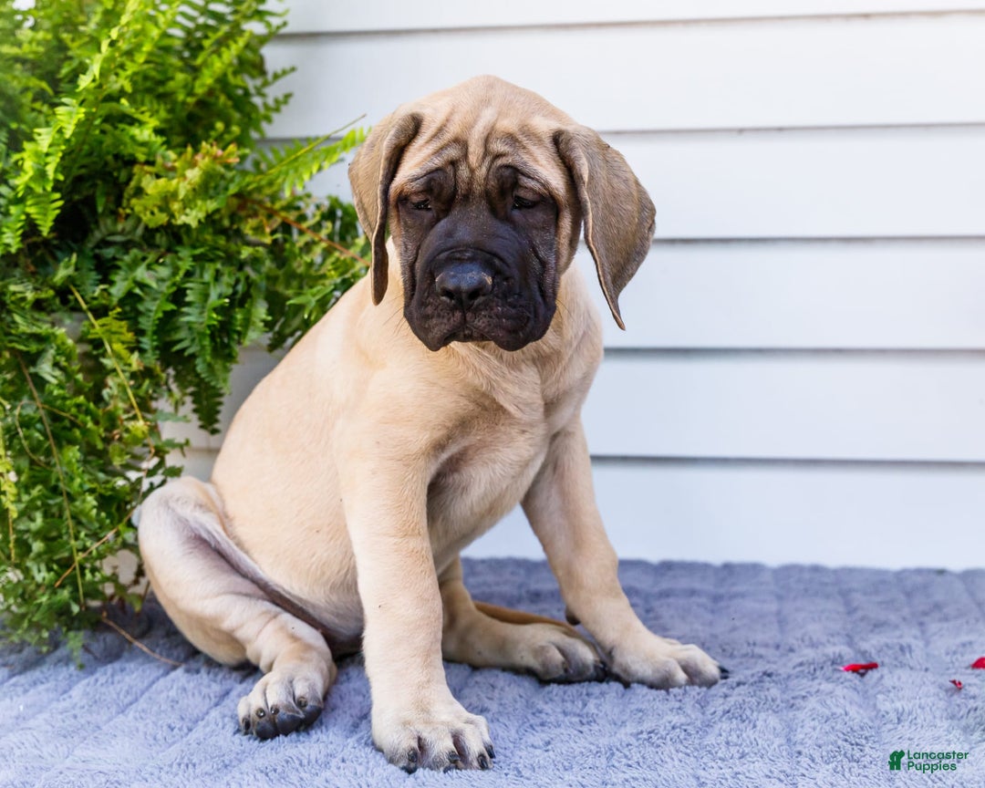 English Mastiff dogs for sale: Hazel - Image 12