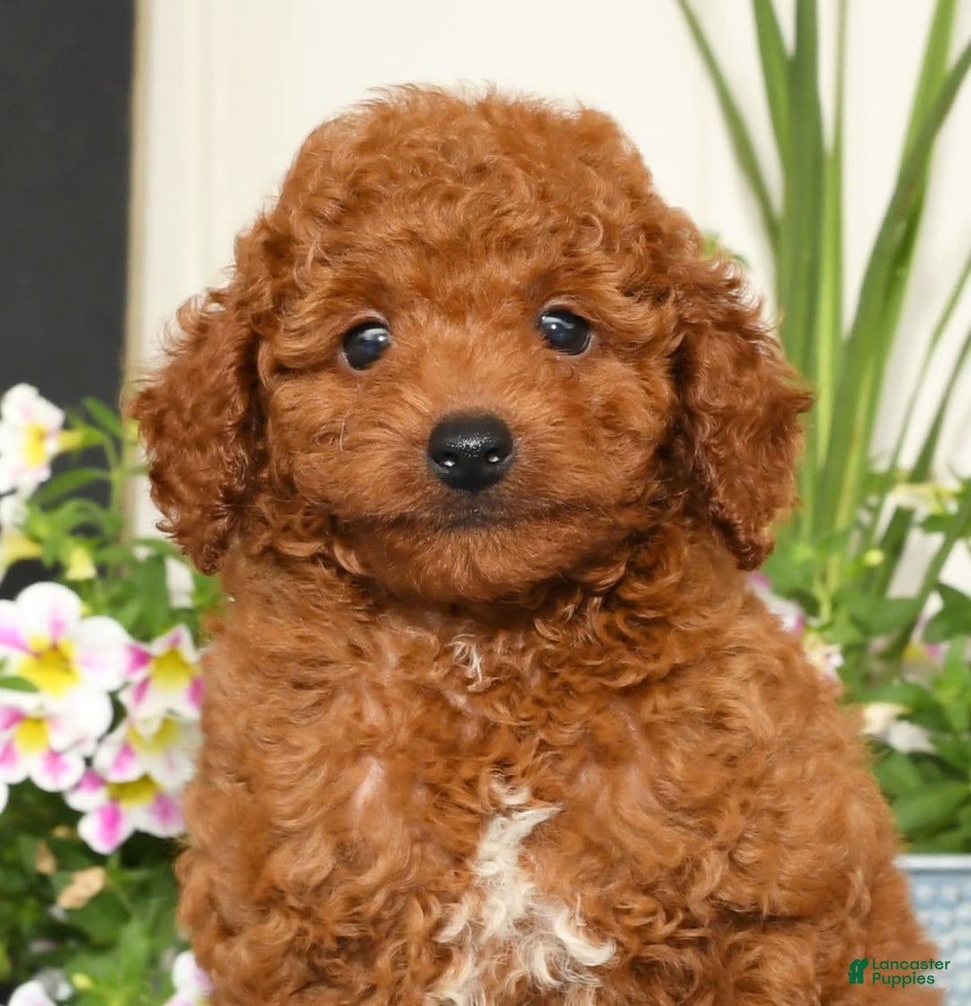 Miniature Poodle dogs for sale: Rhett - Image 9