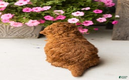 Mini Goldendoodle dogs for sale: Cooper - Image 3
