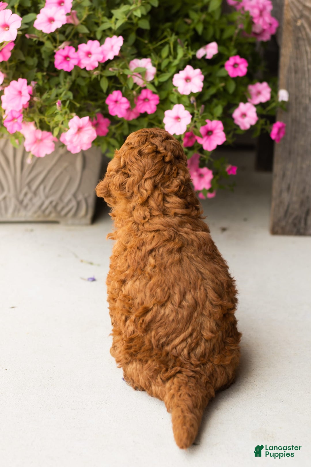 Mini Goldendoodle dogs for sale: Cooper - Image 3