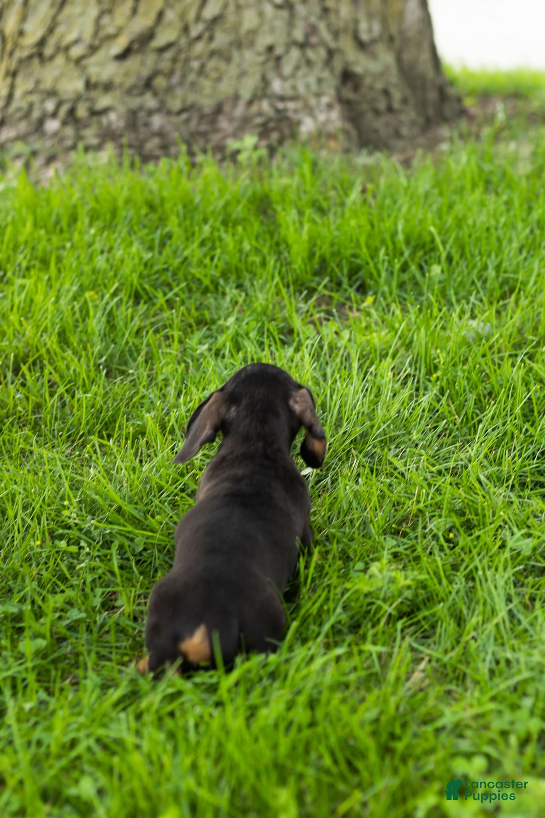 Miniature Dachshund dogs for sale: Miniature Dachshund 4 puppies - Image 18