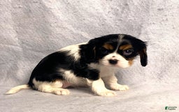 Cavalier King Charles Spaniel dogs for sale: Missy - Image 32