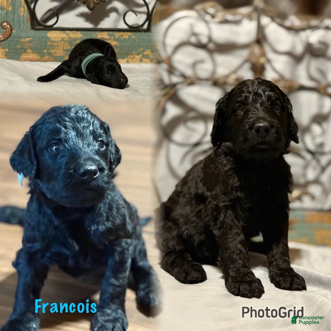Bernedoodle dogs for sale: Francois - Image 1