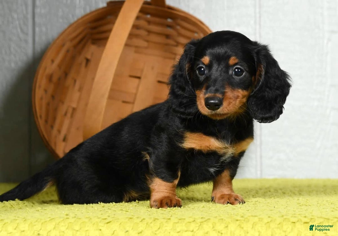 Miniature Dachshund dogs for sale: Sadie - Image 3