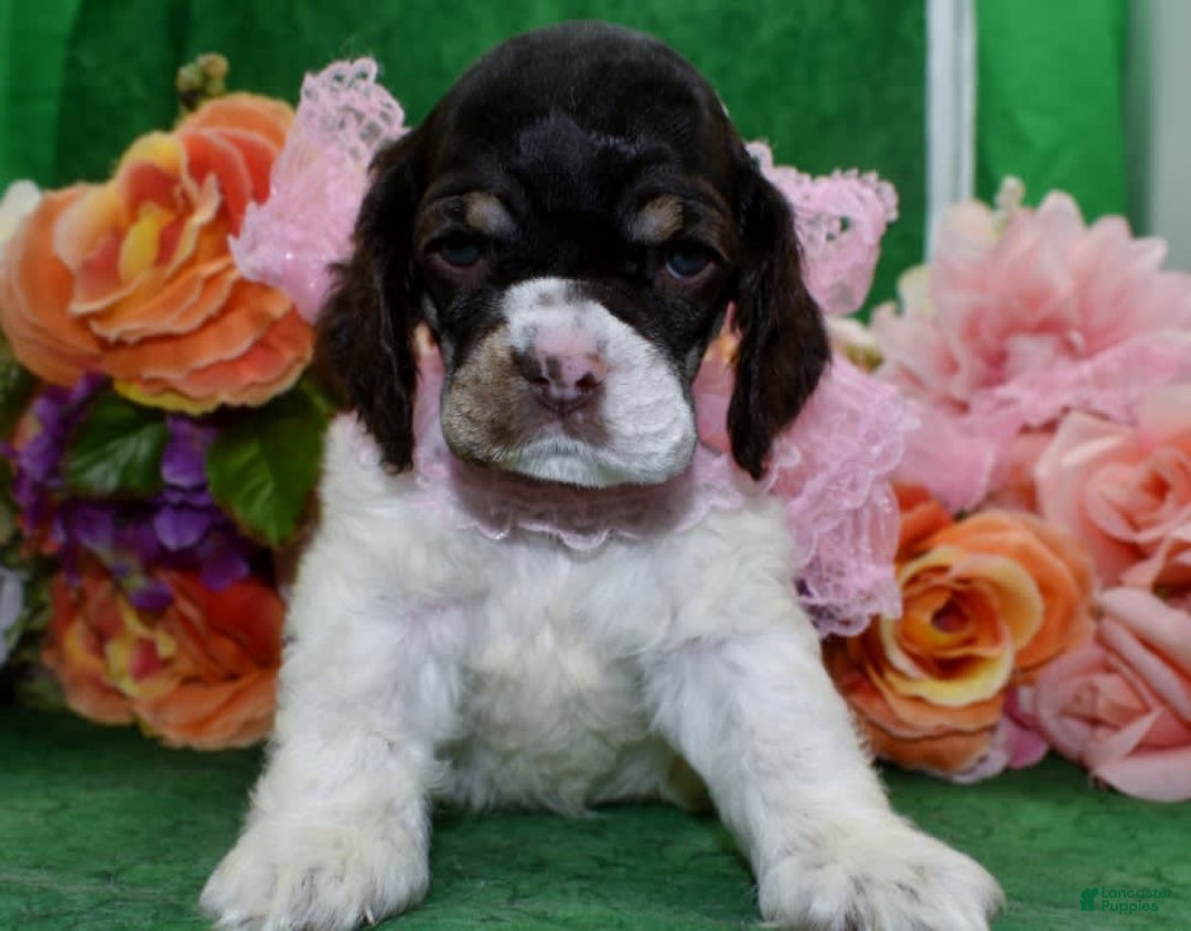 Cocker Spaniel dogs for sale: Briechocolatetanparticockerpuppy - Image 4