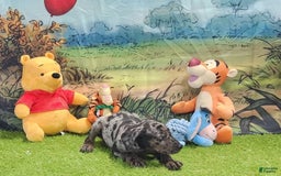Catahoula Leopard Dog dogs for sale: Houdini 2025 Male 2 - Image 20