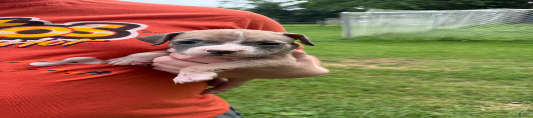 Peanut