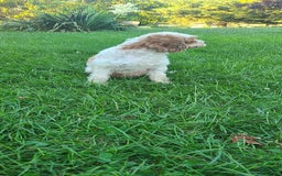 Cavapoo dogs for sale: Justice - Image 6