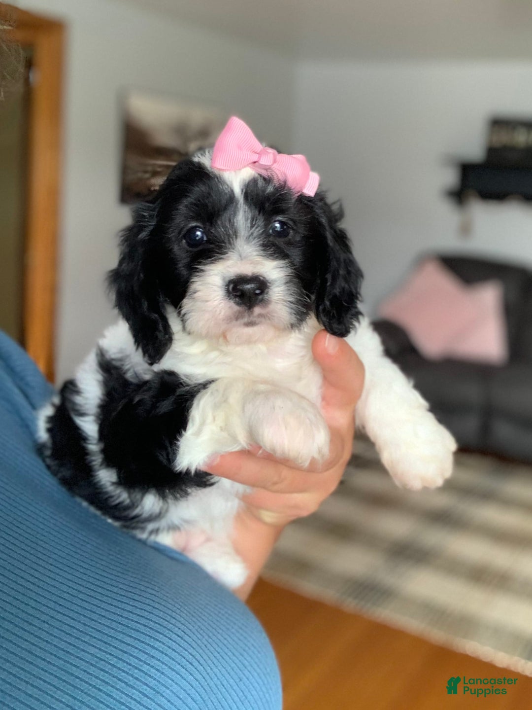 Cavachon dogs for sale: Carly - Image 1