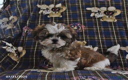 Shih Tzu dogs for sale: Bill - Image 6