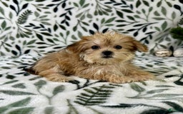 Shorkie dogs for sale: Labubu - Image 6